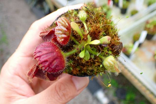 Y104 1-1 Cephalotus follicularis seedling of Hummer's Giant