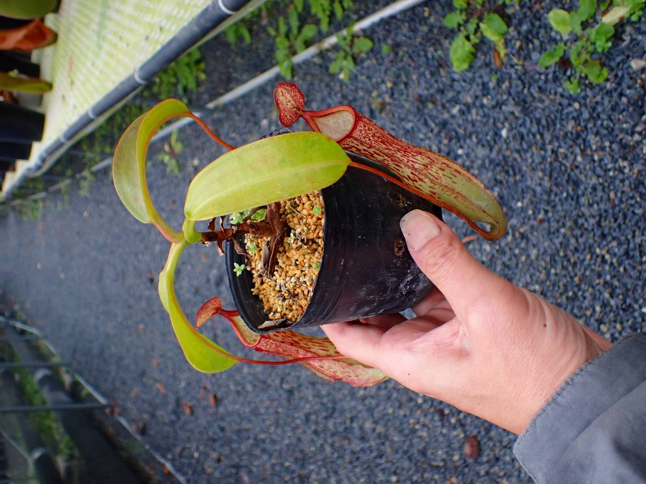 R622 5-3 N. Kihachijo 一正園 - Y's Exotics （山田食虫植物農園）