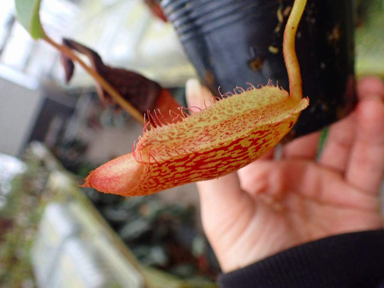 R204 1-4 N. maxima x xharryana Tambuyukon #NNN - Y's Exotics