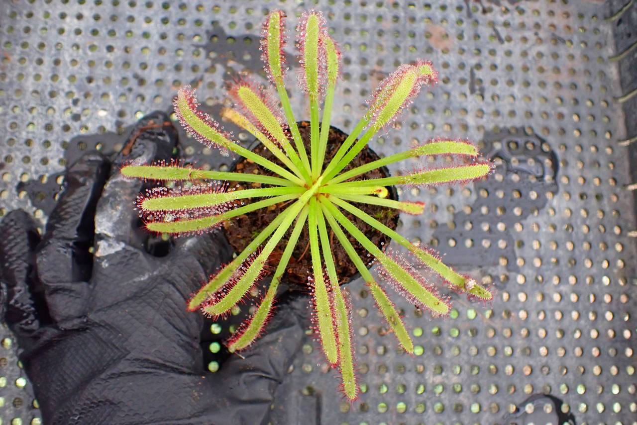 G137 4-1 D. capensis | Y's Exotics （山田食虫植物農園）