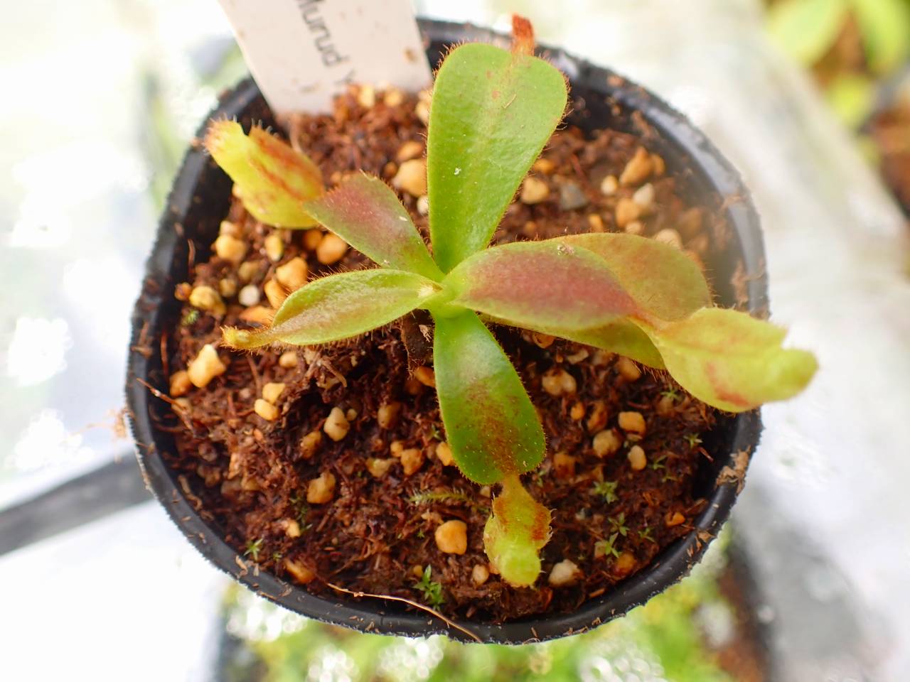 J267 5-1 [YA-129] N. veitchii H/L Murud Y's Lab - Y's Exotics