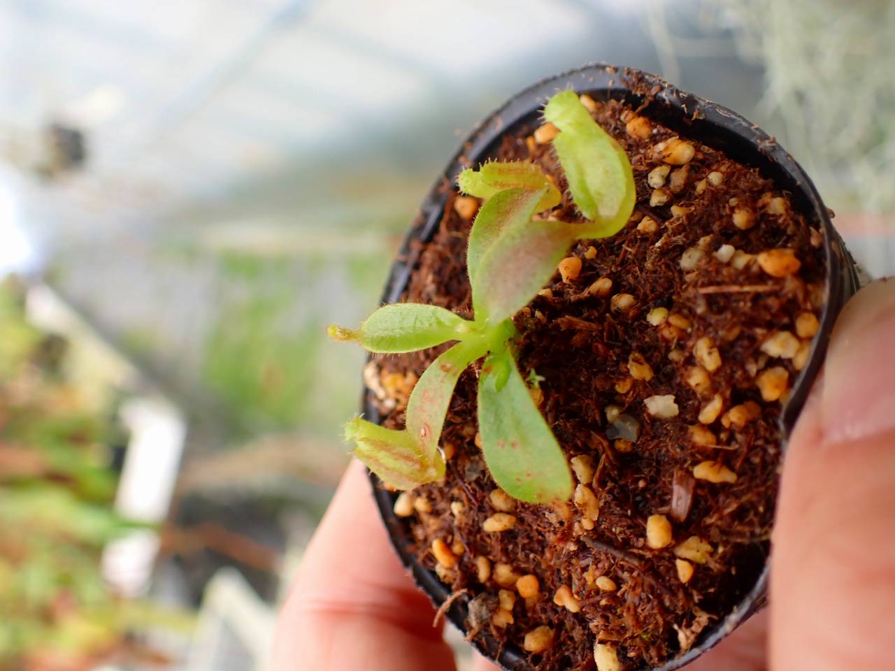 R287 5-1 [YA-129] N. veitchii H/L Murud Y's Lab - Y's Exotics