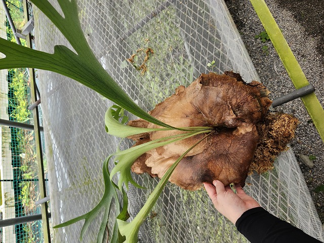 G817 3-1 ビカク名前なし - Y's Exotics （山田食虫植物農園）