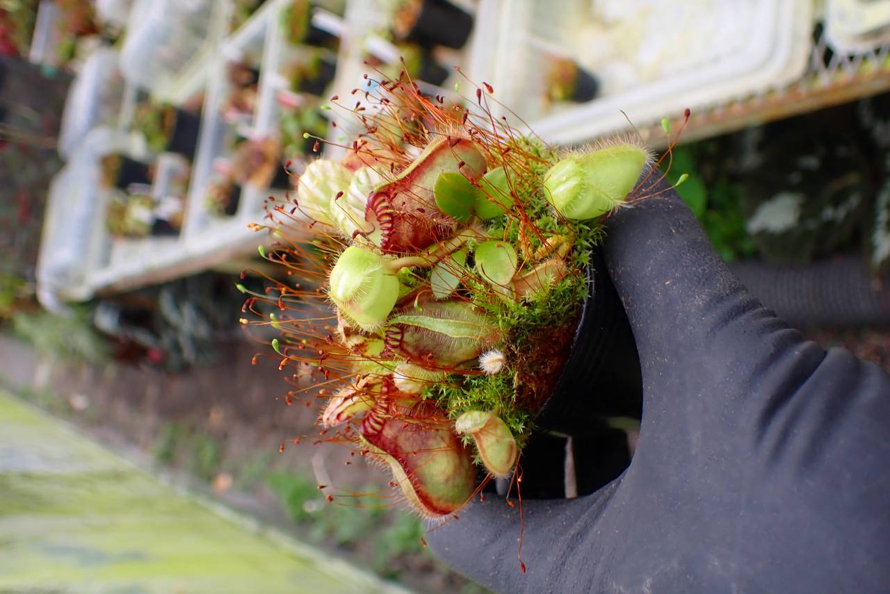 R457 1-1 Cephalotus follicularis seedling of Hummer's Giant [BCP