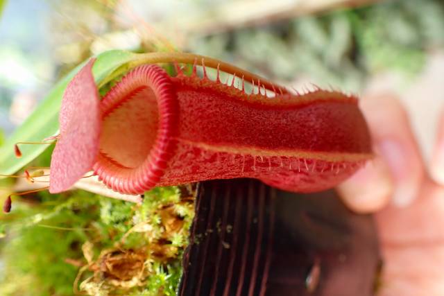 食虫植物N. edwardsiana x ventricosa red ventricosa red Quezon No.1 #山田食虫植物農園 #食虫植物