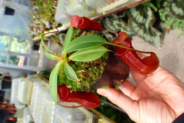 Y094 1-3 N. ventricosa red `Large Yamamoto' x edwardsiana