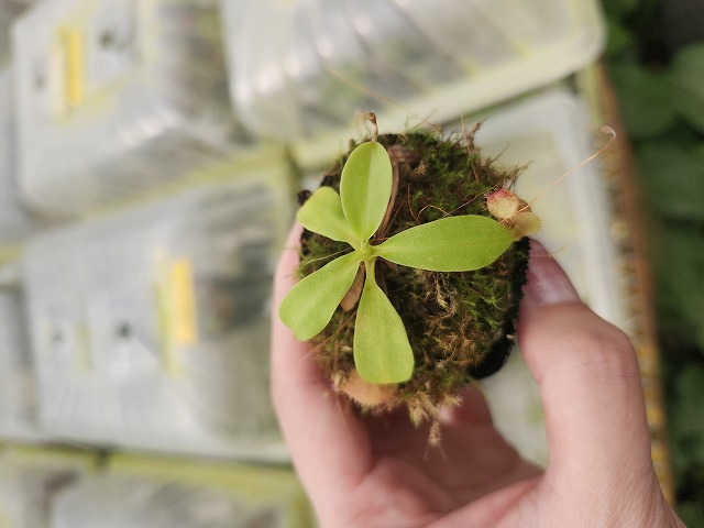 J143 1-4 N. undulatifolia x rajah #NNN - Y's Exotics （山田食虫
