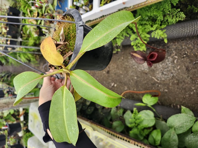 E617 1-3 N. maxima x villosa konan | Y's Exotics （山田食虫植物農園）