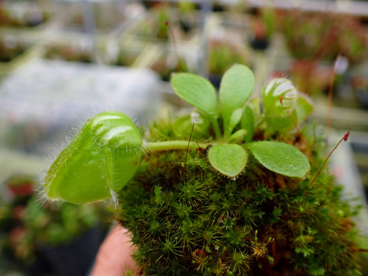 その他観葉植物 cephalotus follicularis Donnelly  cephMania] N Cephalotus follicularis Donnelly River SG (Carey