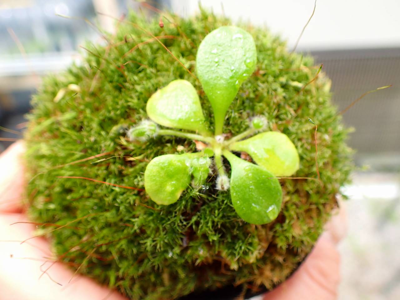 E144 1-2 Cephalotus follicularis black pitcher clone (Botanical