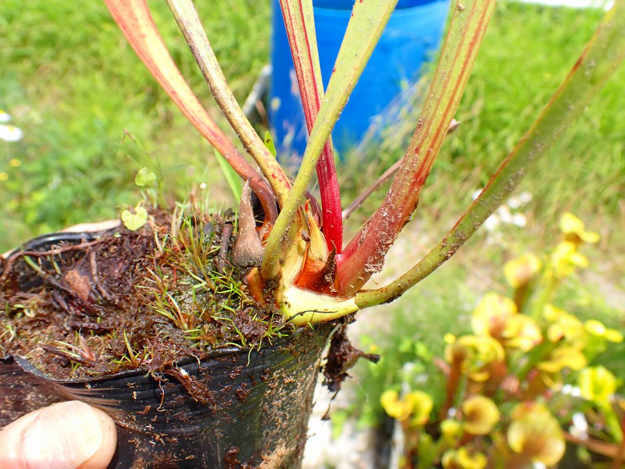 R554 S. flava var. ornata Apalachicola Nat. Forest Fla MK - Y's