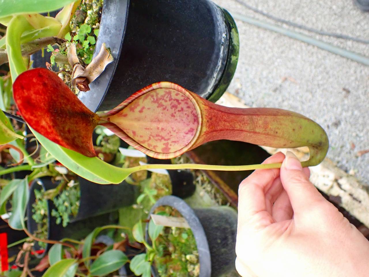 G703 1-2 #BBB N. lowii x reinwardtiana No,1 - Y's Exotics （山田食