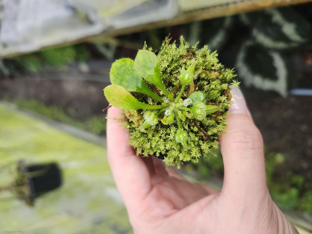 Y150 1-1 Cephalotus follicularis `German Giant' C.C - Y's Exotics