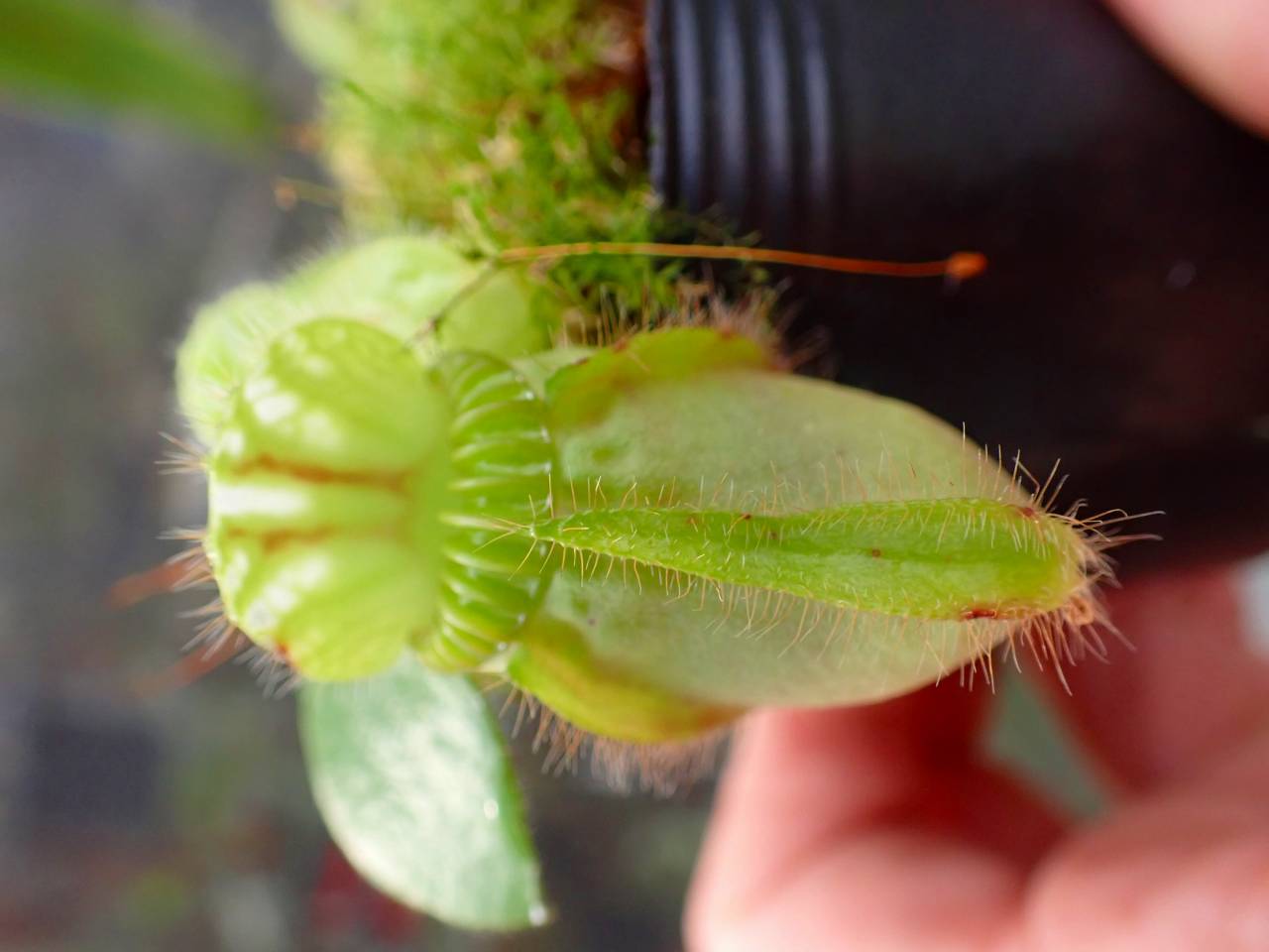 Y270 1-1 Cephalotus seedling of Hummer's Giant 01 BCP - Y's