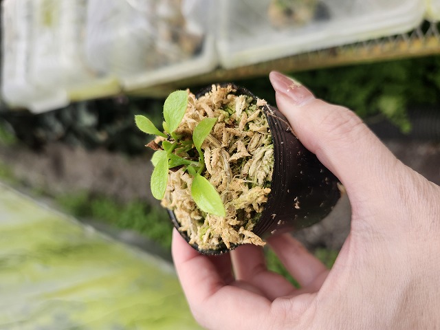 G879 1-1 Cphalotus follicularis {seedling of Hummer's Giant}[BCP