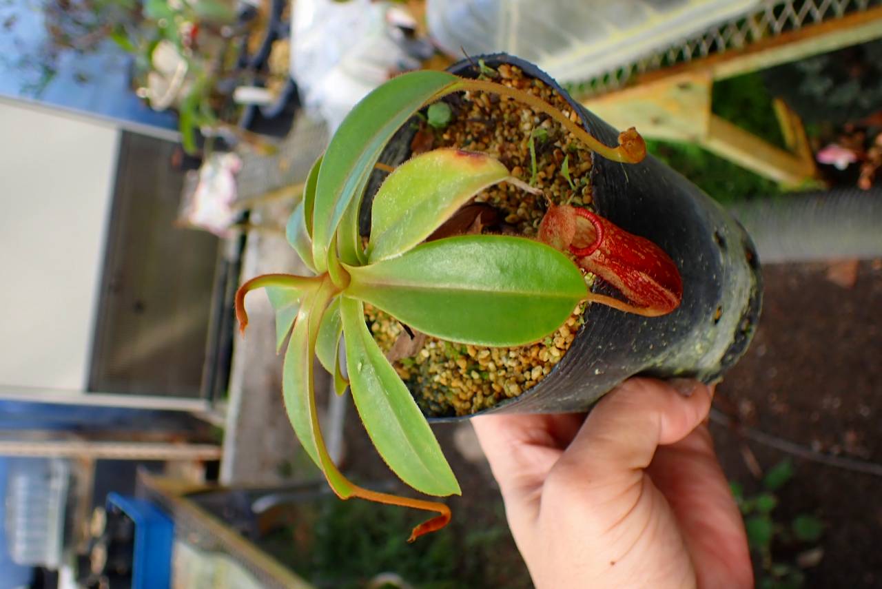 R531 1-2 N. stectabilis Giant x edwardsiana | Y's Exotics （山田食