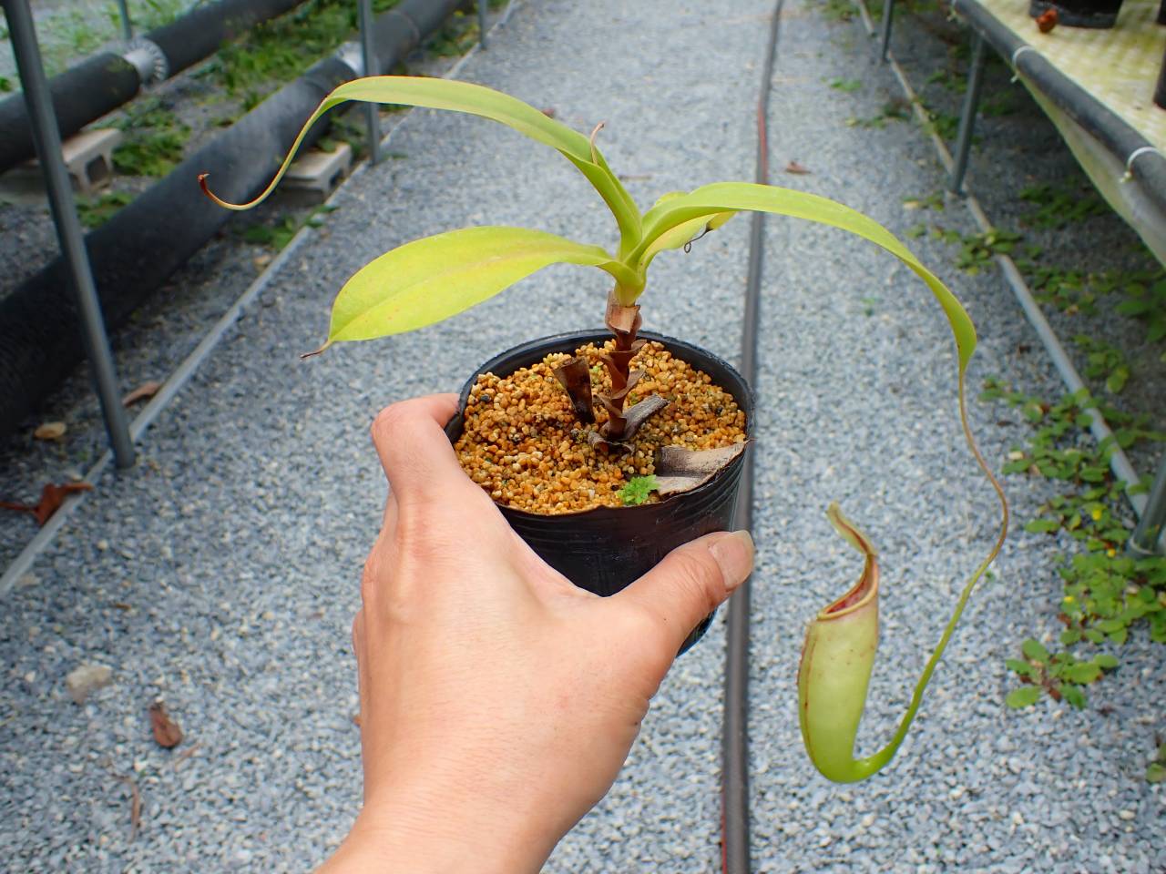エパミノンダス（オス、アンダマン島） G487 5-3 N. merrilliana x maxima 一正園 - Y's Exotics （山田食虫
