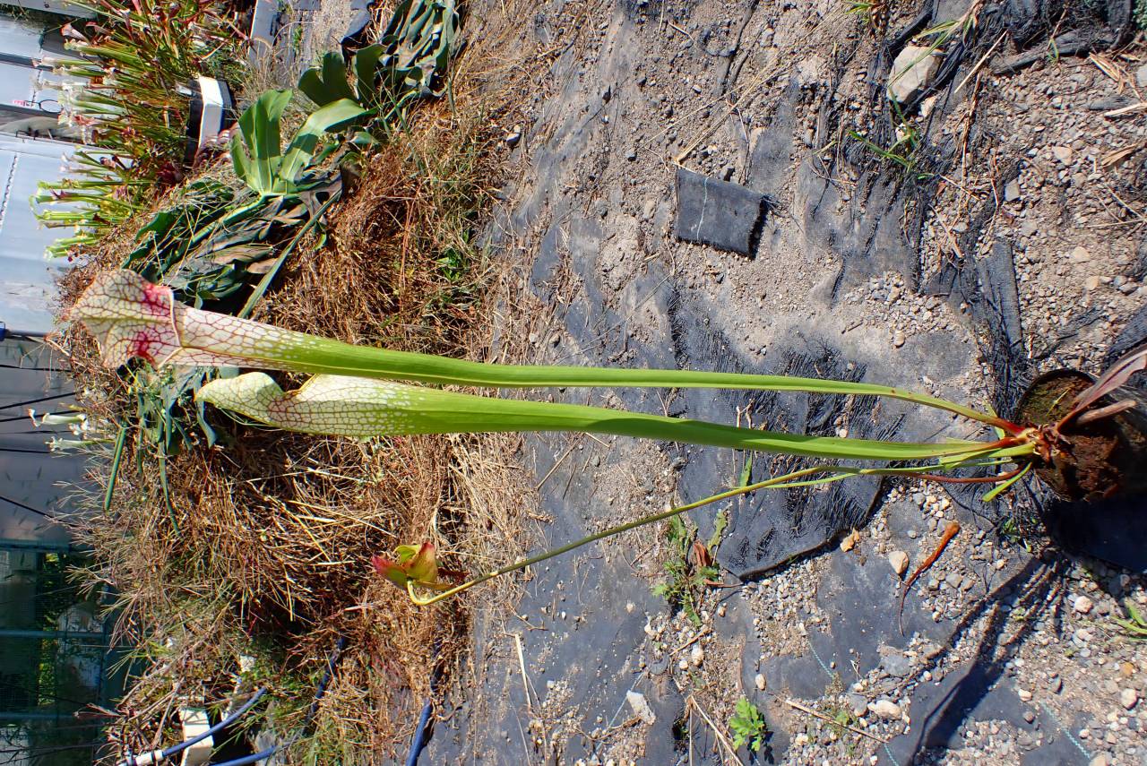 R305 S. leucophylla 