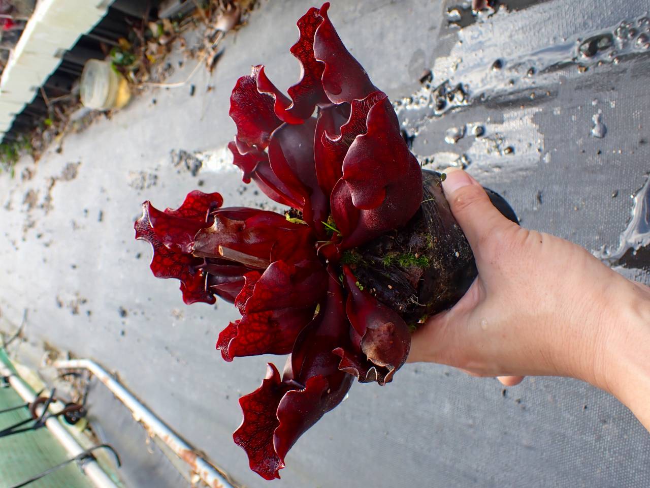G128 S. purpurea ssp. venosa (伊勢花菖蒲園選別丸形株 No.90) MS