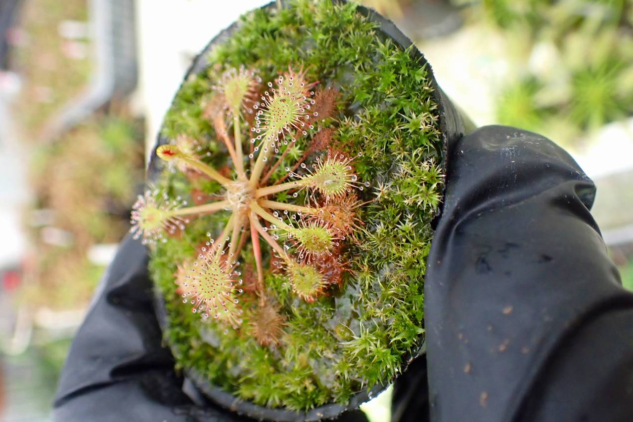 G670 4-1 D. Beleziana | Y's Exotics （山田食虫植物農園）