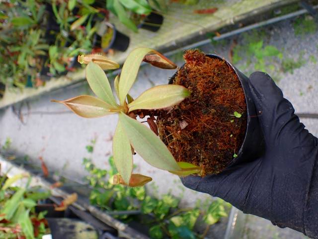 植物 G663 5-3 N. longifolia (red) NE-63B MT | Y's Exotics （山田食虫