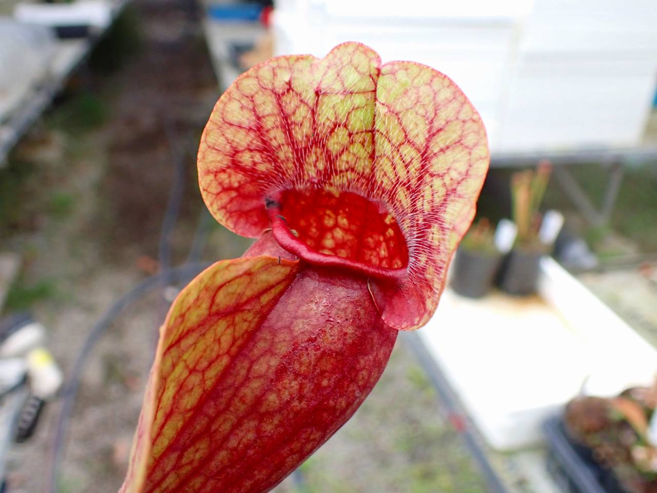 J636 4-1 S. purpurea ssp. venosa var. burkii BCP - Y's Exotics