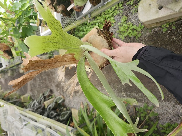 G622 3-3 Platycerium willinckii Mt. Semeru wild - Y's Exotics
