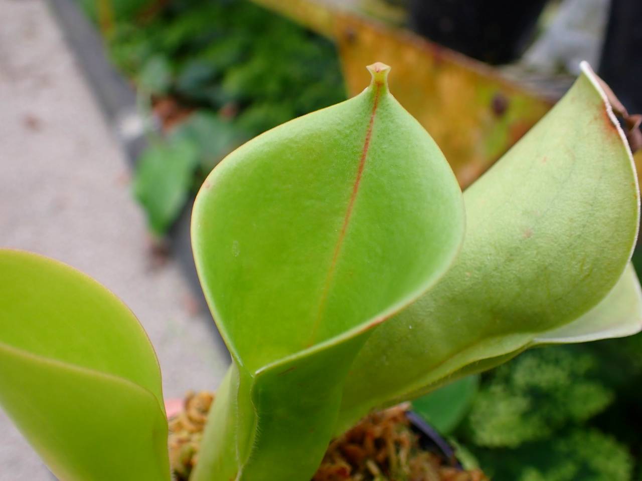 J145 1-1 H. minor Y's | Y's Exotics （山田食虫植物農園）