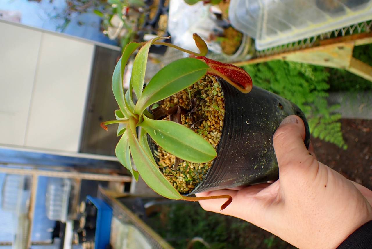 R531 1-2 N. stectabilis Giant x edwardsiana | Y's Exotics （山田食