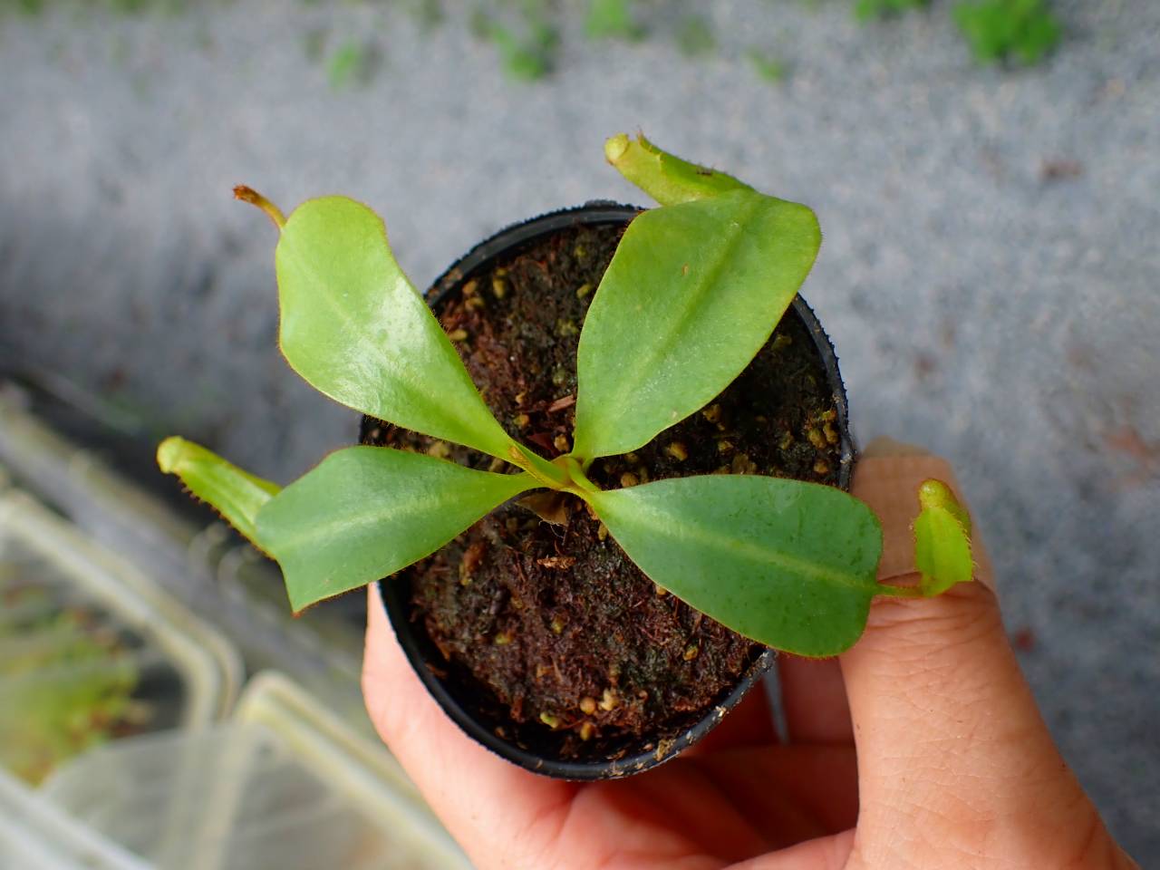 P251 5-1 [YA-170] N. clipeata Nep Gardner Y's Lab - Y's Exotics