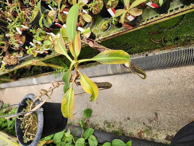 植物 28-29:cactus x antique ゼリー型 | 多肉植物の専門店 solxsol