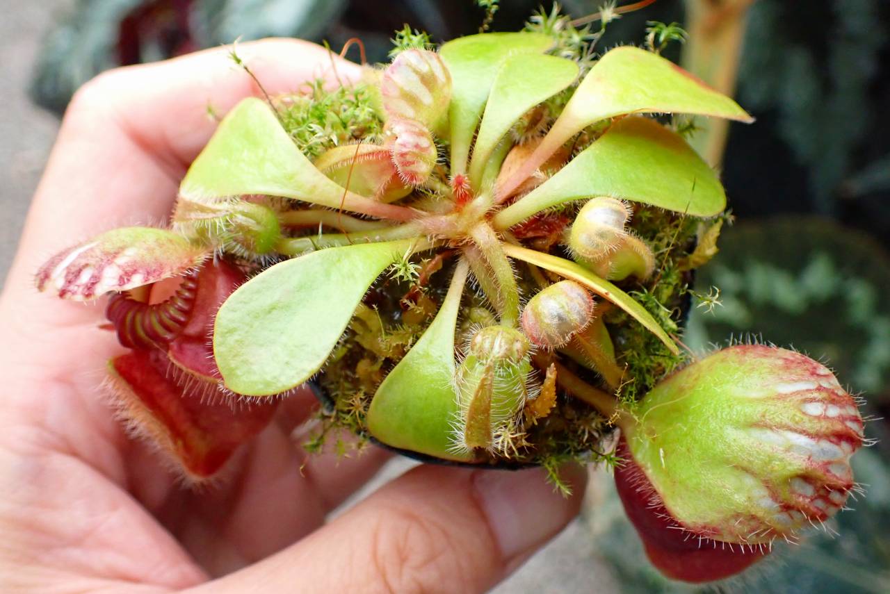 Cephalotus follicularis HMZ×SOHG Cephalotus folicularis seedling of Hummer's Giant 06 BCP | Dmix Plants