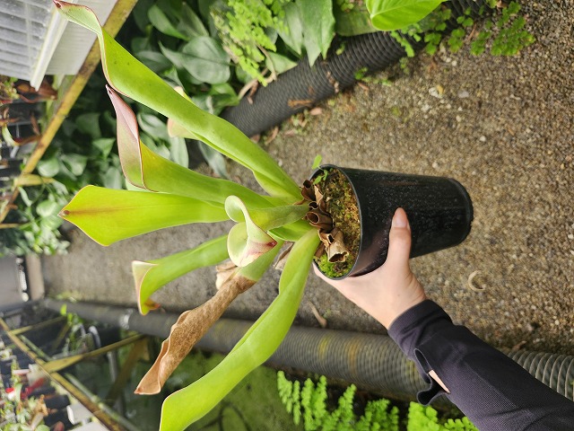 E612 1-3 H. popeye AW | Y's Exotics （山田食虫植物農園）