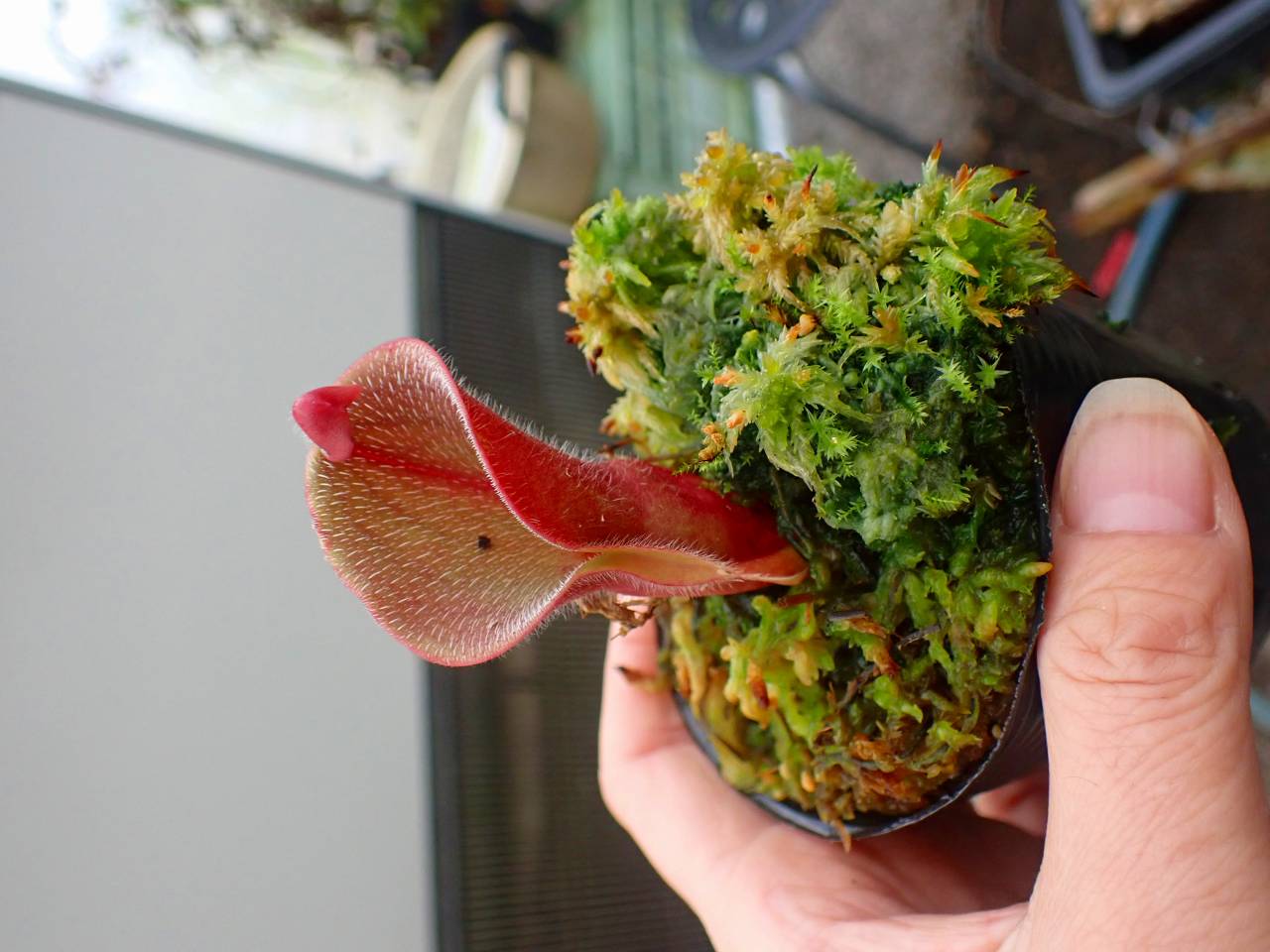 Y750 1-1 H. minor var. pilosa (Auyan) (clone: AW-H_min pil_A-09