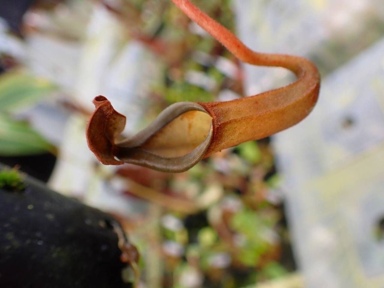 Y777 1-4 N. (lowii x veitchii) x (boschiana x campanulata) No.84