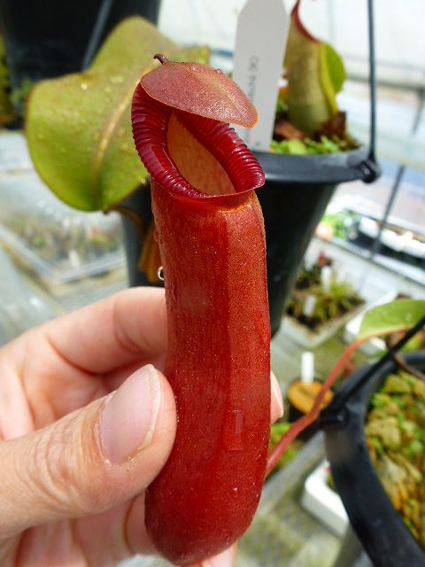 R402 4-1 N. edwardsiana yellow Lamou x ventricosa red EP SB