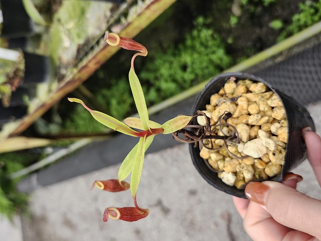R633 1-3 N. dubia {maybe natural hybrid?} BCP - Y's Exotics （山田