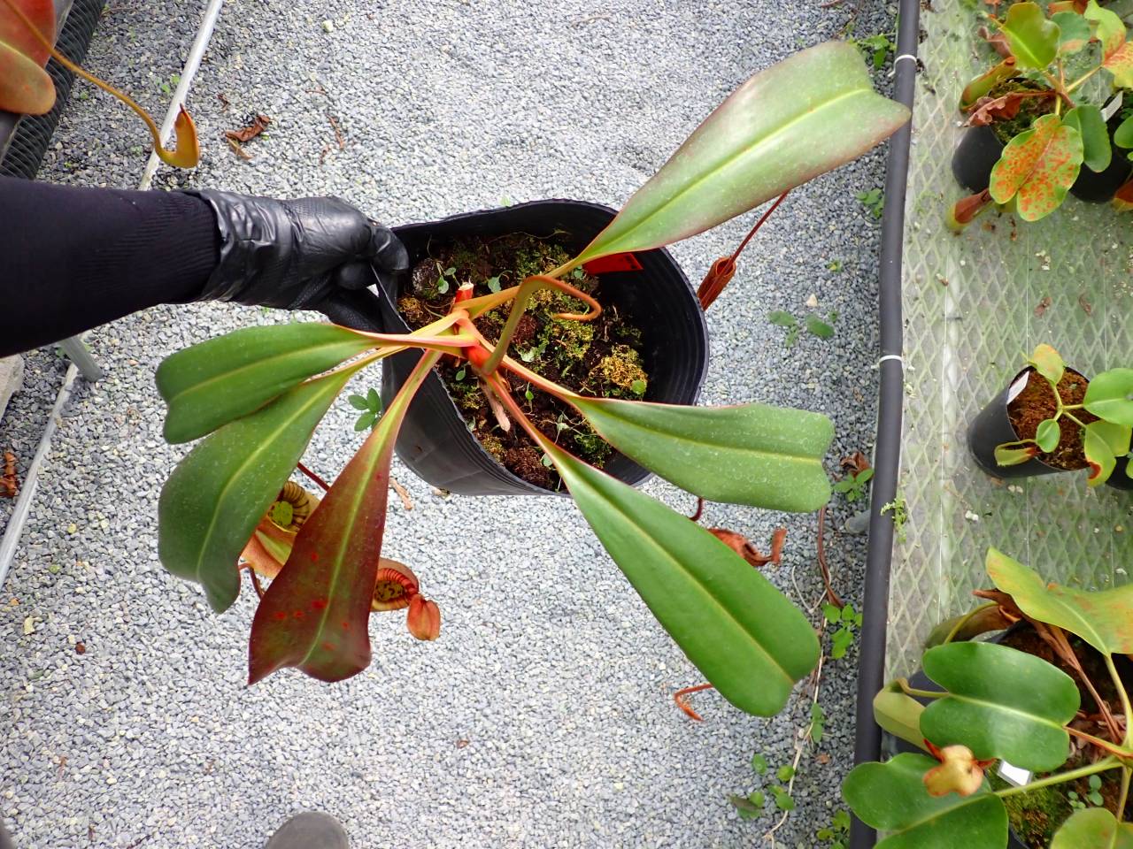 R305 5-1 #BBB N. sp. Philippin (merrilliana x truncata) No.1 Mr