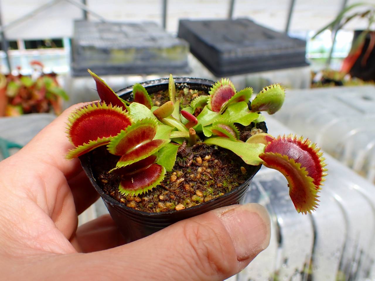 ハエトリソウ 食虫植物 Kim Jong-un Dionaea muscipula 食虫植物 ハエトリソウ BCP jong-un Kim kim ”Kim
