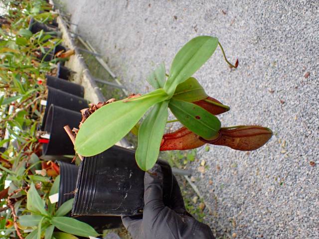 Y576 5-2 N. sp. Kinabalu WP | Y's Exotics （山田食虫植物農園）