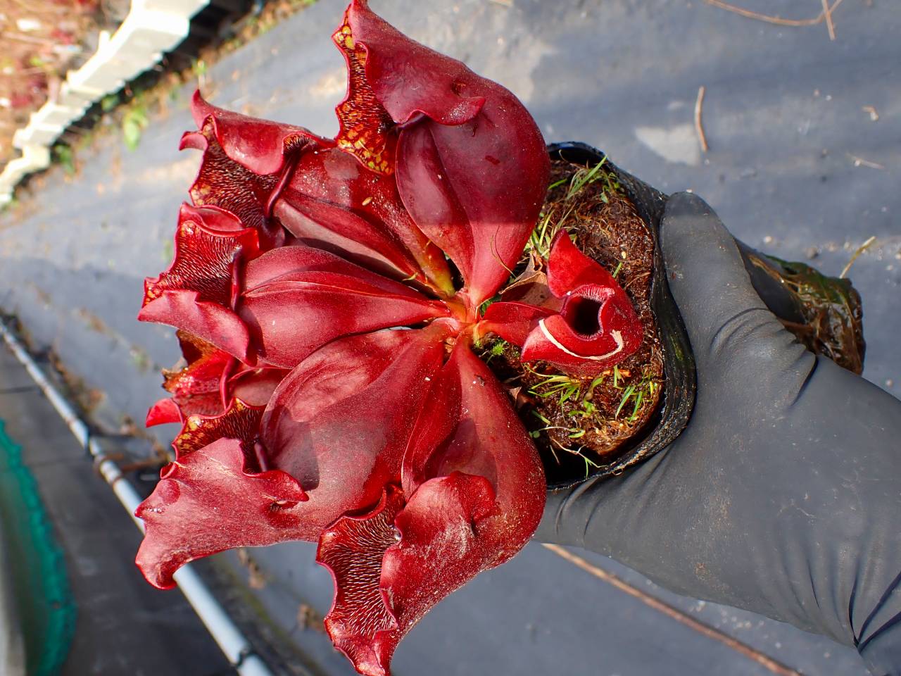 S. purpurea ssp.venosa(伊勢花菖蒲園 選別丸形株 No.16) MS -食虫植物