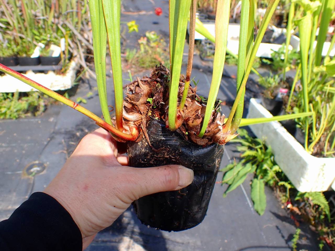 G112 S. leucophylla x xcourtii northem `Pink' TF - Y's Exotics