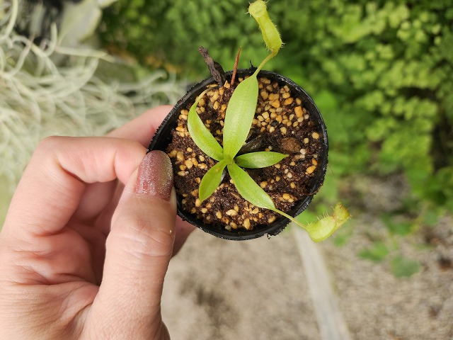 HaaaaaN Canopus 生写真 バラ売り HaaaaaN Canopus 生写真 バラ売り HaaaaaN Canopus 生写真 バラ売り