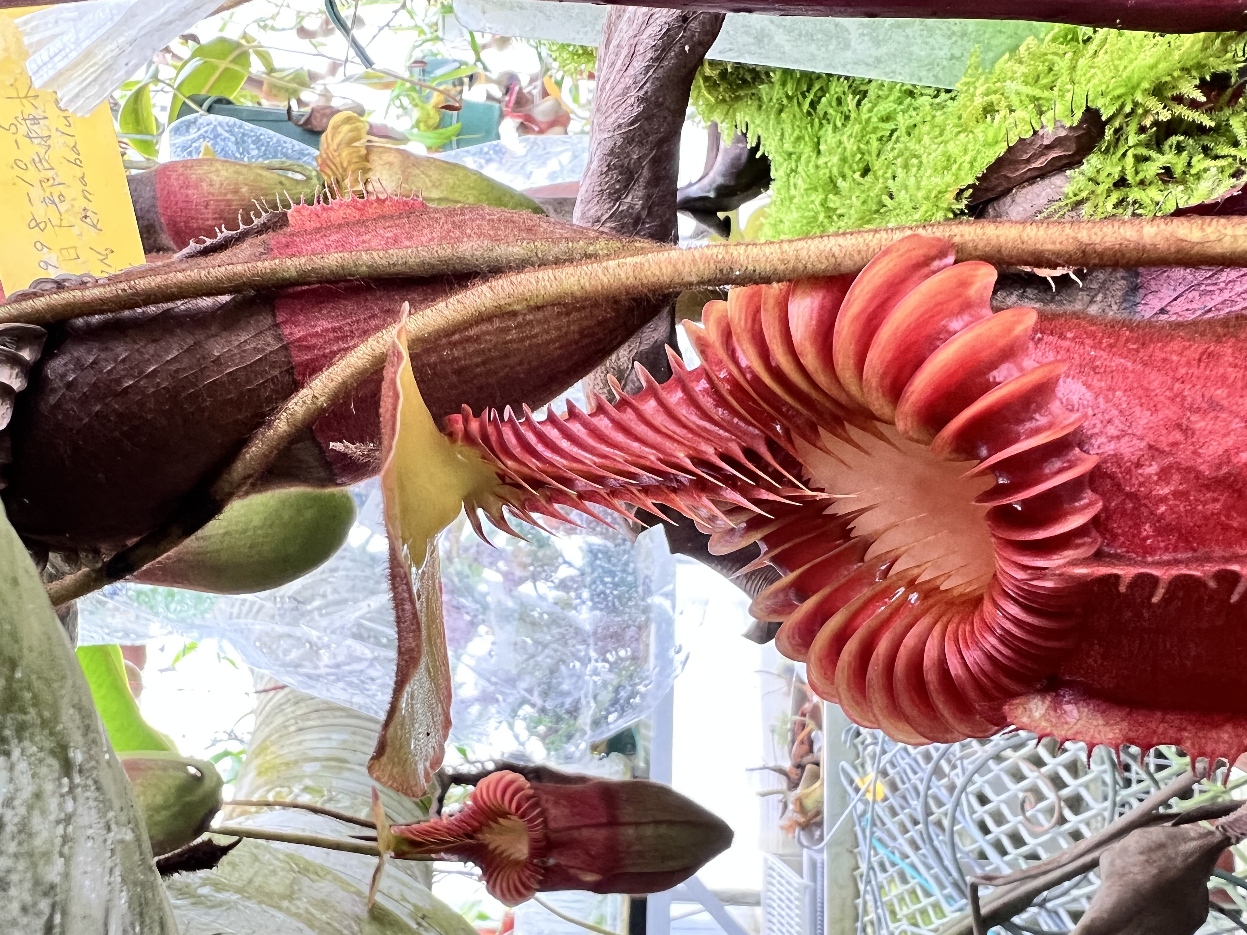 N.xharryana Tambuyukon - Y's Exotics （山田食虫植物農園）