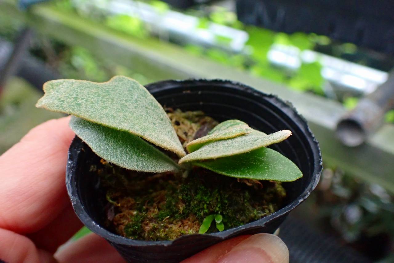 R516 3-1 Platycerium willinckii `Jenny' 台湾 | Y's Exotics