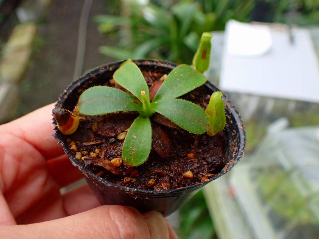 G593 3-2 [YA-129] N. veitchii H/L Murud Y's Lab - Y's Exotics