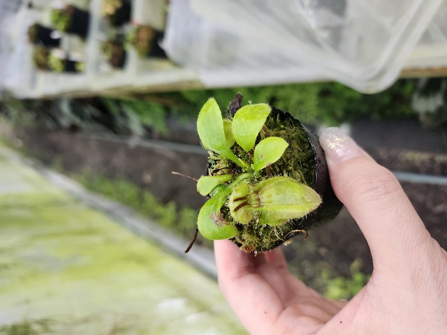 Y804 1-1 Cephalotus follicularis {seedling of Hummer's Giant}[BCP