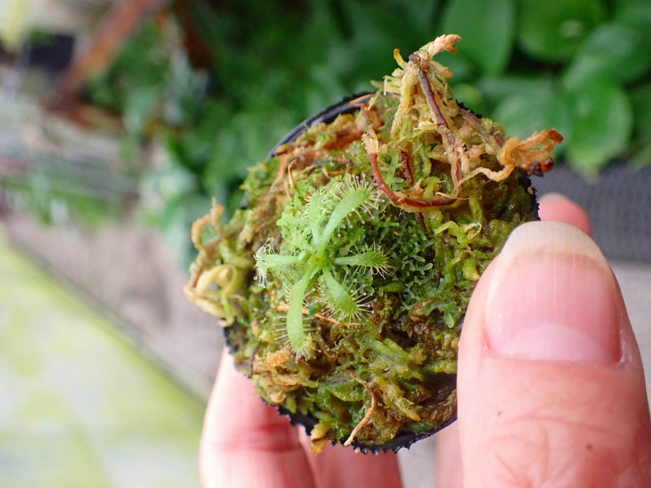 Y777 1-4 D. latifolia {giant, serra do Cabral, Brazil][BCP ID