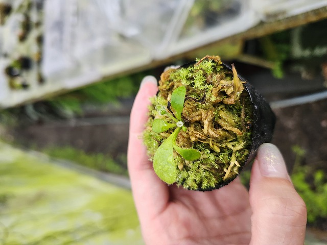 Y685 1-1 Cephalotus follicularis seedling of Hummer's Giant 02 BCP