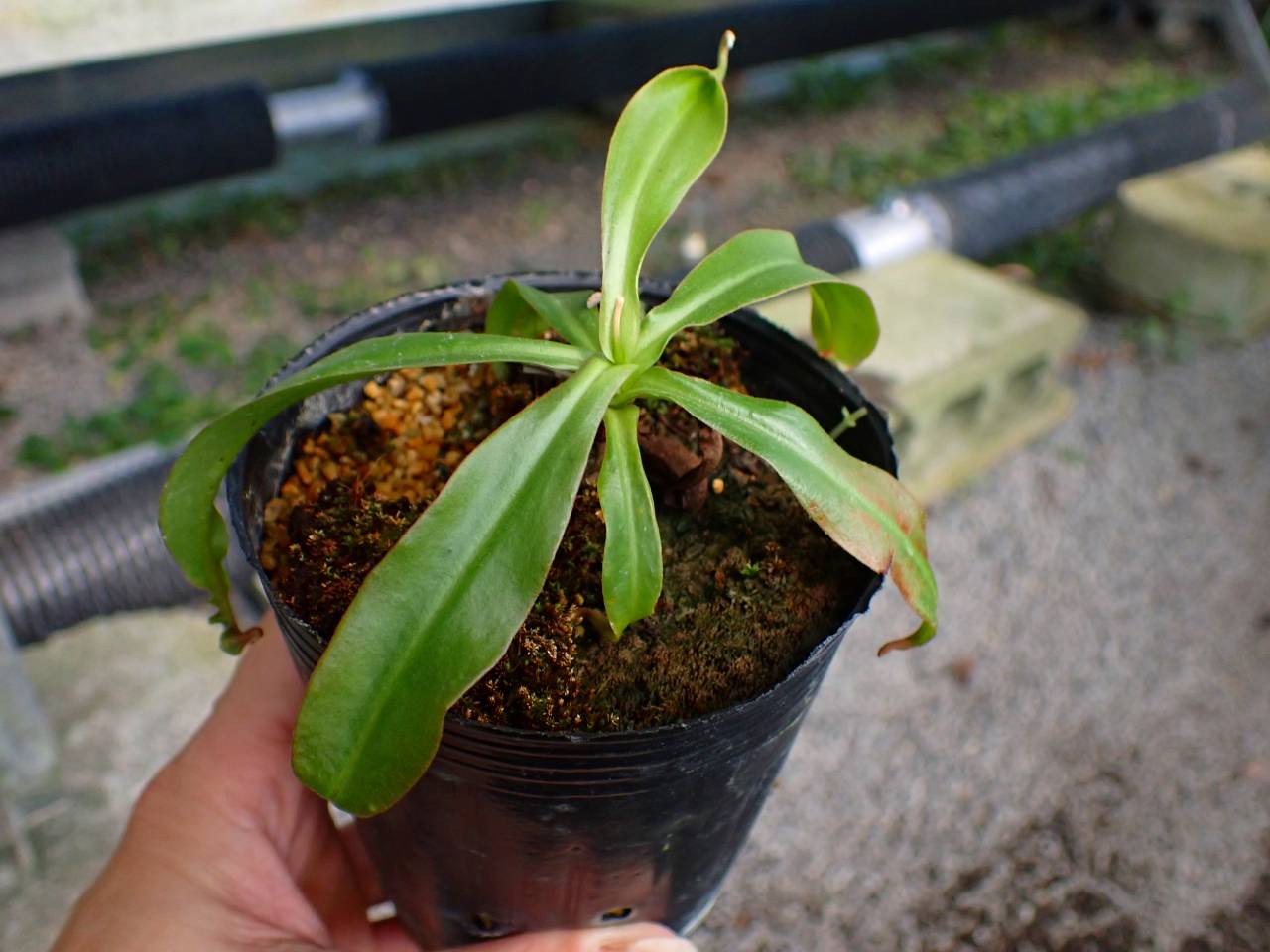G101 3-2 N. mirabilis-winged x [maxima x (maxima x Mixta)] - Y's